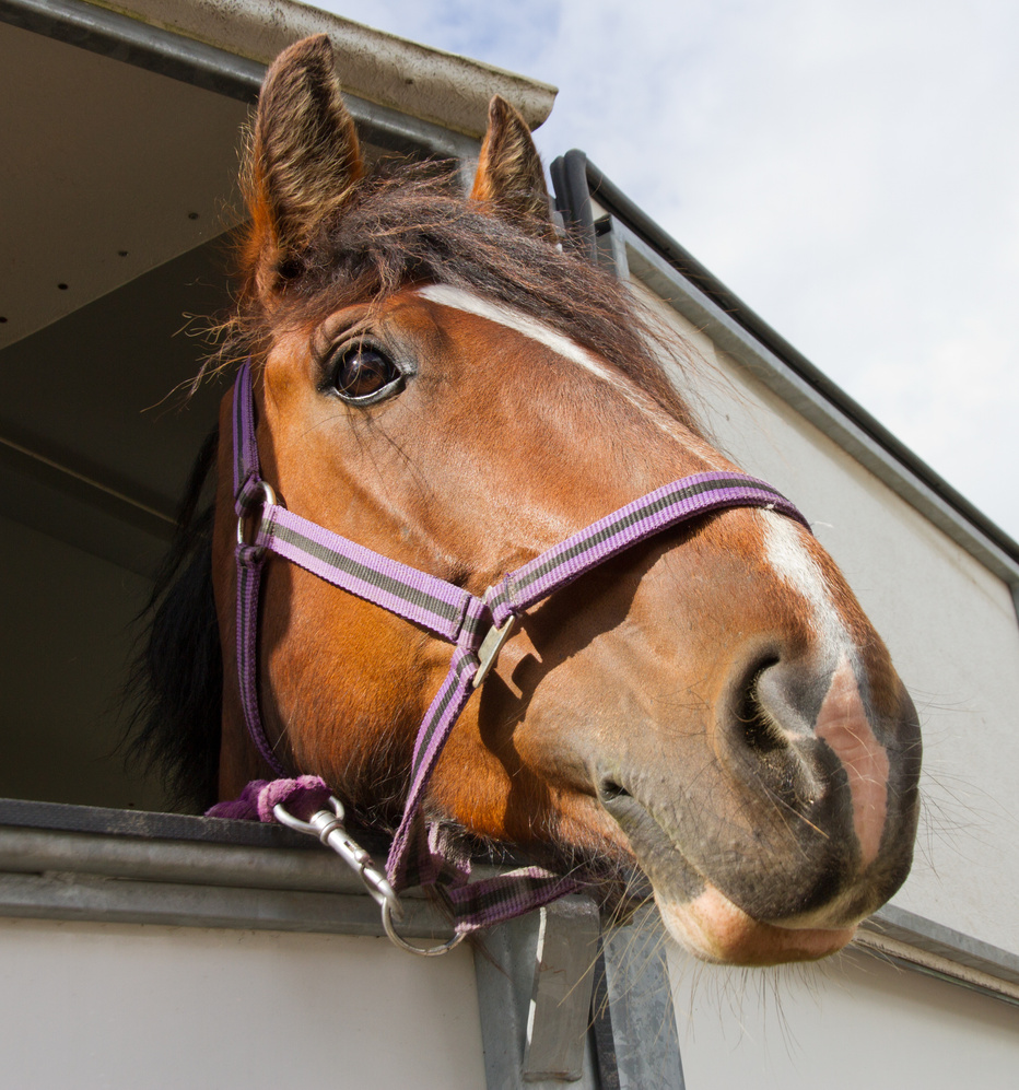 Head of Horse in Horse Box.